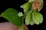 Climbing false buckwheat